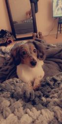 Dapple Dachshund puppy for sale