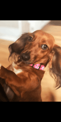 Female dachshund