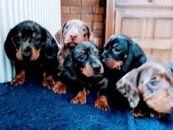 Quality Dachshunds For Sale