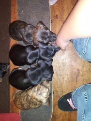 6 dashound puppies