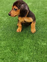 Exceptional Miniature Dachshunds