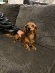1 year old miniature male dachshund