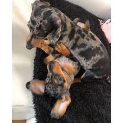 Magnificent Dachshund puppies