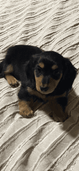 Beautiful Dachshund Puppy