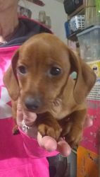 Adorable pure bred Dachshund puppies for sale