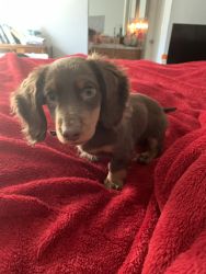 Purebred Long Haired Dachsund