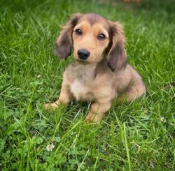 Adorable Dachshund puppies