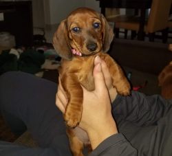 2 Female Dachshunds for sale