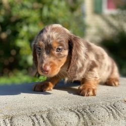 AKC Dachshund puppies for adoption
