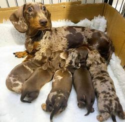 Dachshund puppies looking for new homes