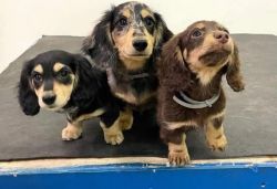 ACTIVE REGISTERED DACHSHUNDS AVAILABLE FOR ADOPTION..