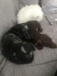 Mini-dachshunds for sale