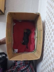 Dachshund 4 month Old puppy, Healthy and all vaccinationeted, urgent