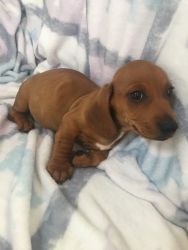 Beautiful miniature dachshund puppies available