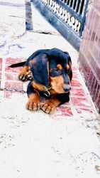 Daschund puppy for sale 2 month old