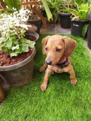 Adorable active male daschund pup for sale!!