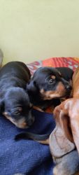Daschund puppies for sale