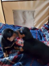 For sale adorable twin dapple Dachshund puppies