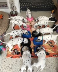 Dalmatian Puppies ready now