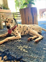 DALMATION PUP 10 MONTH OLD, VERY WELL TRAINED. HE LOVES PEOPLE