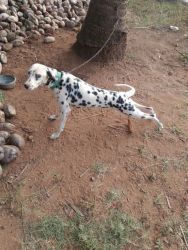 Dalmatian pups & dogs for home.xxxxxxxxxx