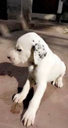 I have 5 puppies of Dalmation dog