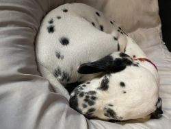 Her name is Luna 8 months old Pure Dalmatian