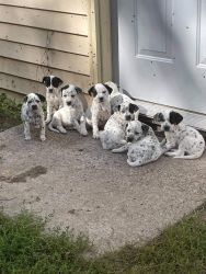 Dalmatian x Lab puppies