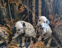 Akc LUA black spotted male and female