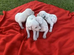 Dalmatian puppy’s