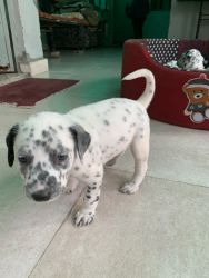11 Dalmatian puppy for sale