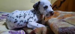 2 month old Dalmatian puppy