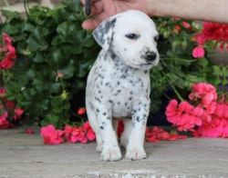 Dalmatian Puppies For sale.