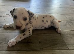Dalmation Puppy For sale