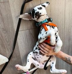 Lovely Dalmatian puppies