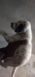 Dalmatian puppies available (4)
