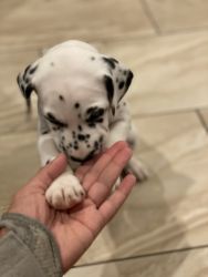 AKC Registered Dalmatian puppies 2 boys and 2 girls remaining
