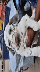 Dalmatian puppy top quality
