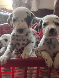 Dalmatian pups for sale