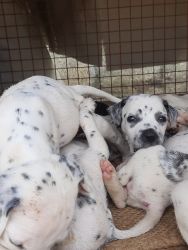 Dalmatian puppies for sale bangalore 560064
