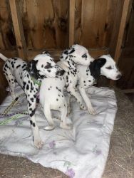 Puppies for sale in New England