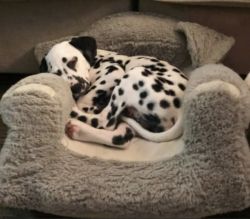 Dalmatian male pup for sale