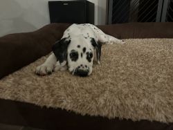 Dalmatian Puppy for Sale