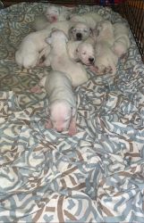 I have 11 2 weeks old Dalmatian puppies
