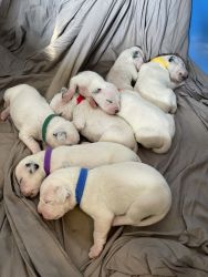 Dalmatian Puppies for Sale!!