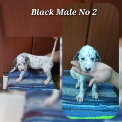 KCI Dalmatian Pups - Rare Opportunity