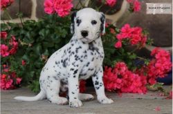 Dalmatian Puppy for adoption