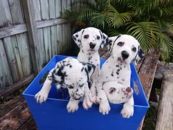 Dalmatian Female Puppies looking for their forever home