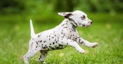 Dalmitian puppies for sale at Pets Farm Pets Farm offers Best quality