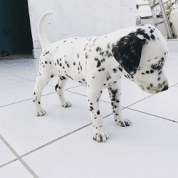 Dalmatian female quality puppy